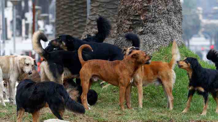 Estudio revela que los perros grandes y los que tiene hocico y nariz achatada viven menos que los pequeños