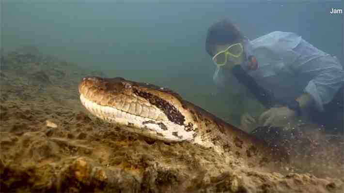Hallan anaconda de nueve metros de largo en el Amazonas: Sería la más grande del mundo, según científicos