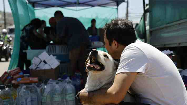 Incendios forestales: Colmevet registra donaciones por $128 millones y la atención de más de 5.000 mascotas