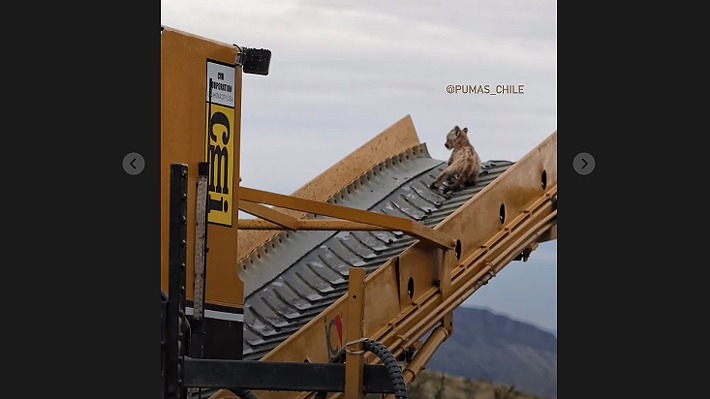 Video: El momento en que un puma hembra rescata a su cría atrapada en maquinaria de construcción en Torres del Paine