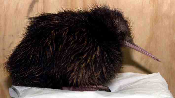 Nueva Zelanda abre su primer hospital exclusivamente para kiwis, las aves no voladoras endémicas del país