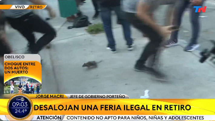 Video: Una rata interrumpe punto de prensa del alcalde de Buenos Aires y causa pánico