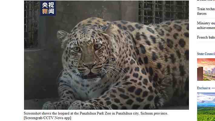 Es furor entre visitantes: Un zoológico en China pondrá a dieta a un leopardo con sobrepeso por la edad y falta de ejercicio