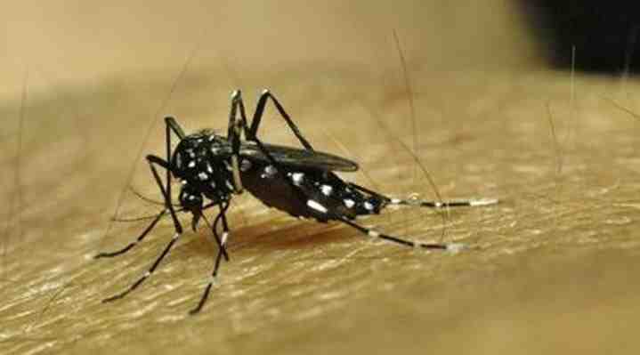 Senapred declara alerta amarilla en Los Andes por "múltiples focos" del mosquito del dengue