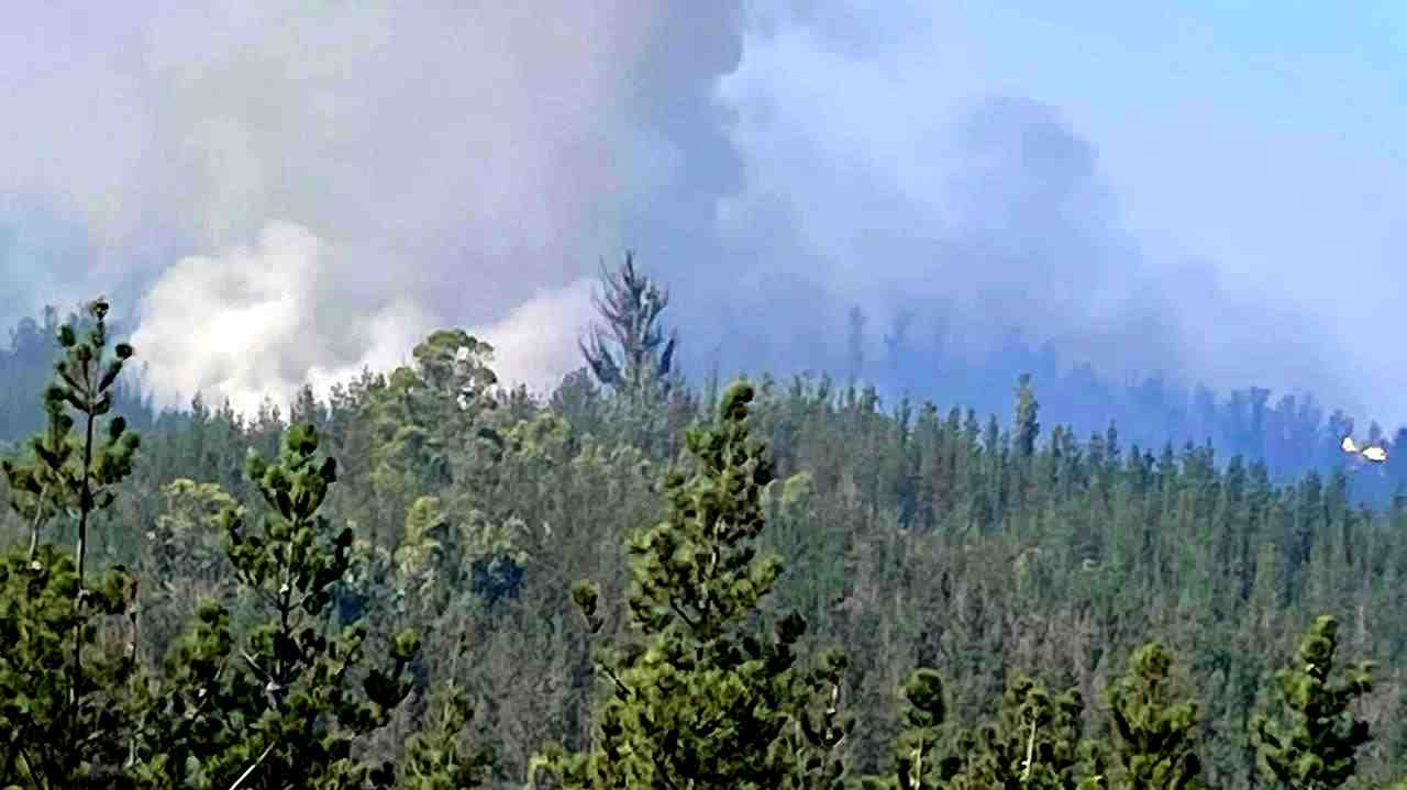 Crisis sector forestal: Valor de seguros en la industria se ha triplicado desde 2022 y oferta actual es casi nula