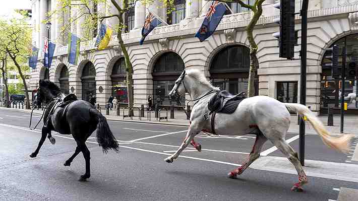 Dos de los caballos del Ejército británico que escaparon y galoparon desbocados por Londres están graves