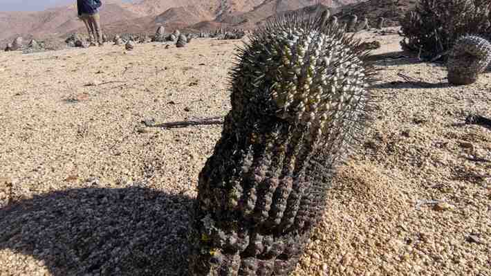 Fiscalía tramita extradición de italiano por contrabando de cactus: Extrajo especies en peligro de extinción