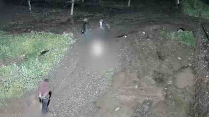 Cae banda dedicada a robar y faenar cerdos clandestinamente en la RM:  Vendían carne en el mercado ilegal