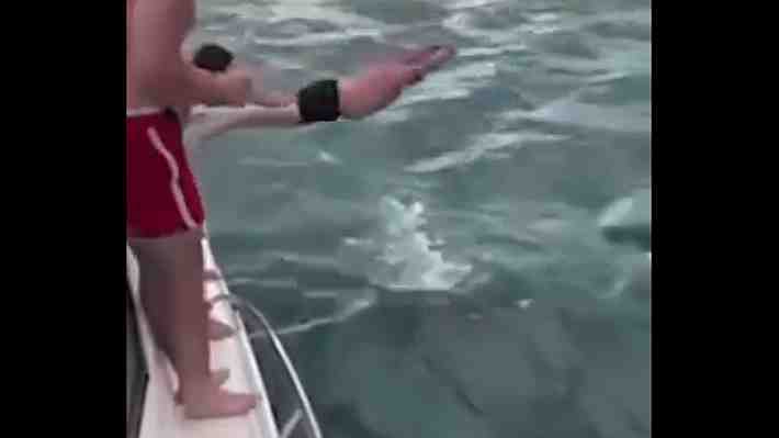 Video | "Comportamiento estúpido": Multan a hombre por saltar desde una embarcación contra una orca en Nueva Zelandia