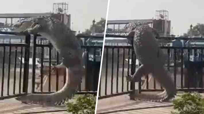 Video: Cocodrilo intenta trepar una reja para regresar a un canal en medio de ola de calor extremo en India
