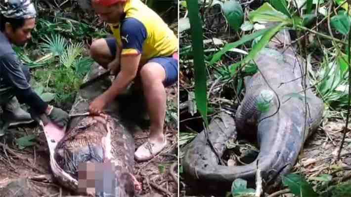 Encuentran el cuerpo de una mujer en el interior de una pitón de 5 metros en Indonesia: Víctima estaba desaparecida