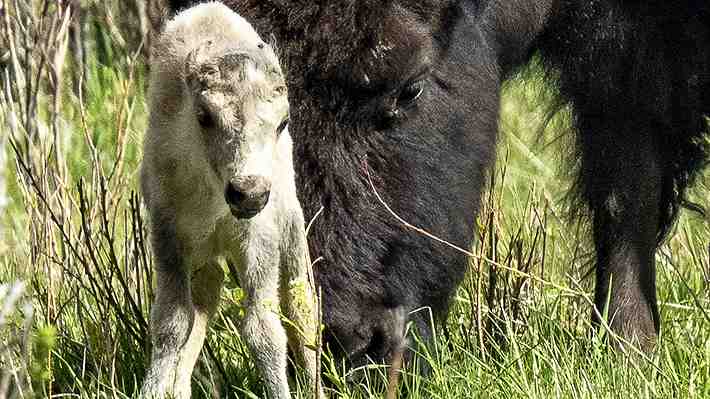 Nace un raro bisonte blanco en el Parque de Yellowstone en EE.UU.: "Es una bendición y una advertencia"