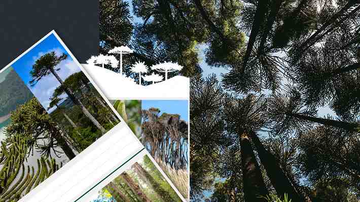 ¿Sabes cómo luce un arrayán, una araucaria o el litre?: Ponte a prueba y reconoce 12 árboles endémicos de Chile