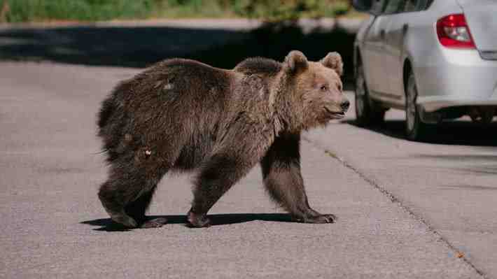 Rumania duplica cuotas de caza de osos tras muerte de excursionista en ataque de un ejemplar