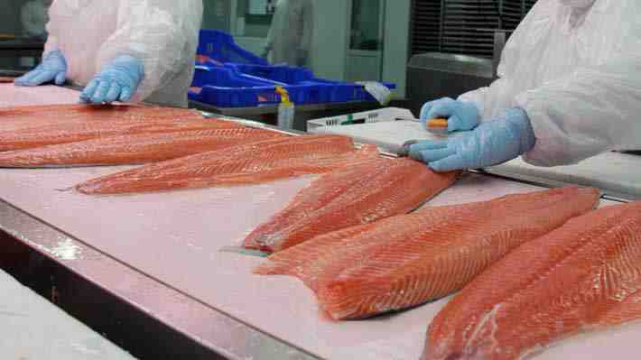 Ley Lafkenche y plan de Conaf para proteger reserva en Magallanes: Los frentes que amenazan a la industria salmonera