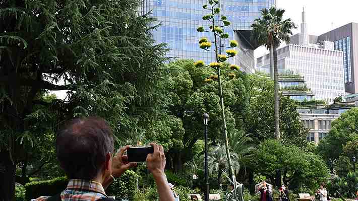 Estaría alcanzando el final de su vida: Planta que florece una vez en 100 años brota en un parque de Tokio