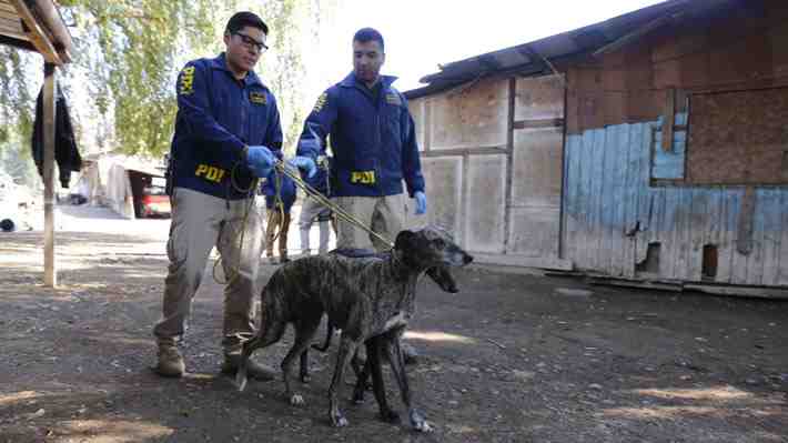 Explosivo aumento de denuncias de maltrato animal: Las regiones con más casos y cómo identificarlos