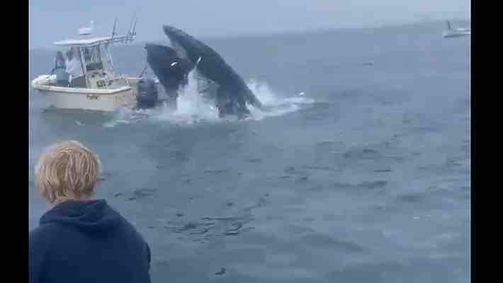 Video: El impactante momento en que una ballena jorobada sale a la superficie y cae sobre un bote pesquero en EE.UU.