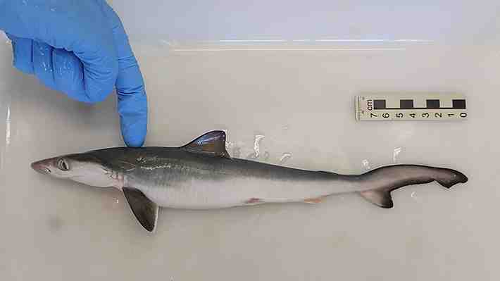 Detectan rastros de cocaína en tiburones de la costa brasileña: Contaminación se debería a las aguas residuales