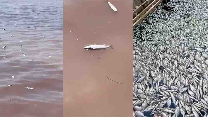 Video | Mueren toneladas de peces en laguna italiana por el recalentamiento de las aguas: Se pidió estado de emergencia