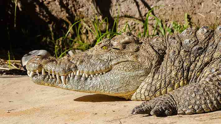 Hallan restos humanos dentro de un cocodrilo en Australia: Se cree que son de un turista desaparecido