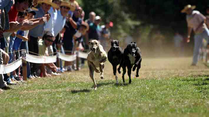 Cámara rechaza proyecto que prohíbe carreras de perros en medio de manifestaciones de galgueros y animalistas