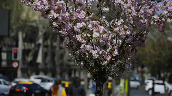 Ausencia de La Niña, temperaturas mínimas más bajas de lo normal y poca lluvia en Santiago: Pronóstico para esta primavera