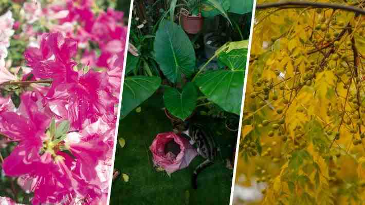 En Chile hay 47: ¡Ojo con las plantas tóxicas en los hogares! Llaman la atención de los niños y podrían ser mortales