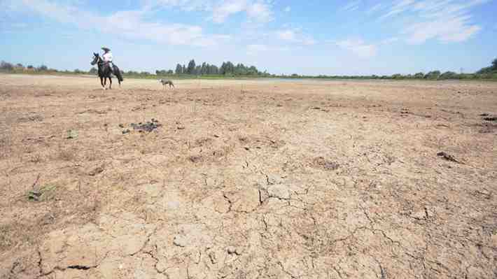 "El desierto ha llegado": Los campos de Coquimbo sufren el drama de la sequía, con el 40% de sus cultivos perdidos