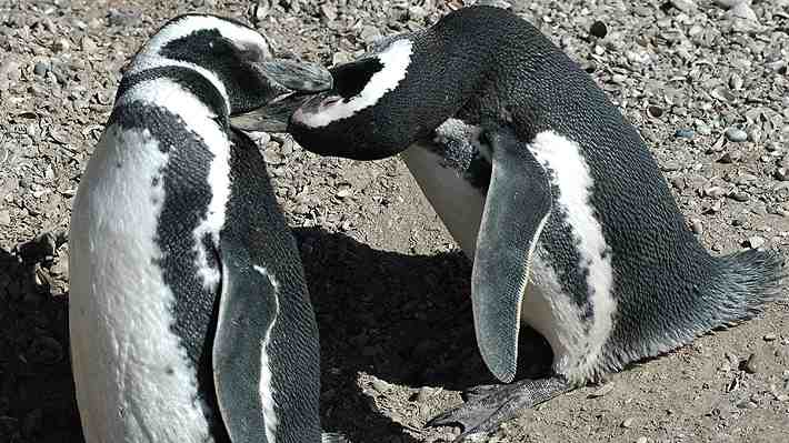 Ganadero es hallado culpable de matanza de pingüinos y destrucción de al menos 175 nidos en Argentina