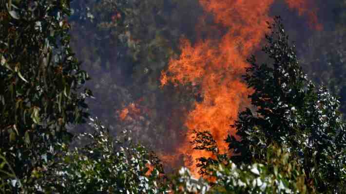 Senapred declara alerta roja para la comuna de Mostazal por incendio forestal