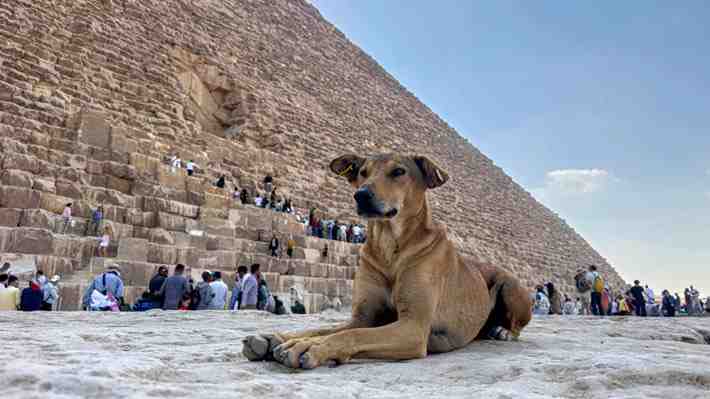 Fotos | Perros callejeros se convierten en la nueva atracción de las pirámides de Egipto: Son sus hogares desde hace tiempo