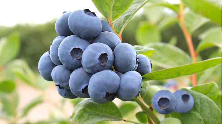 No solo ricos en antioxidantes, bajos en calorías y dulces: Hallan un nuevo atributo de los arándanos