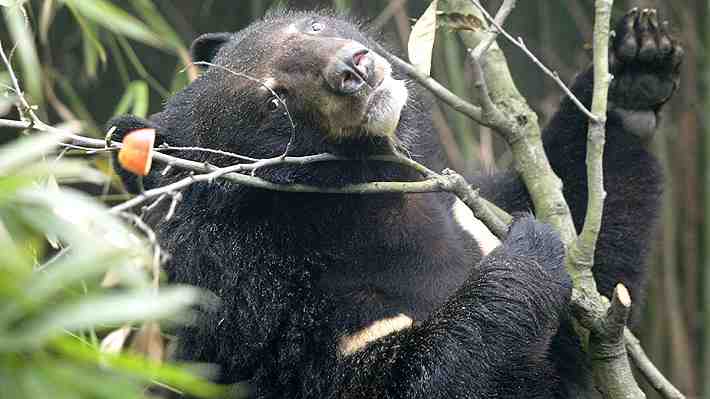 Hombre es atacado por un oso en un supermercado de Japón: Sufrió heridas, pero está fuera de peligro