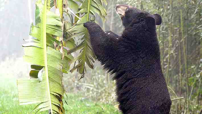 Capturan y sacrifican a oso negro que el fin de semana atacó a empleado de un supermercado en Japón
