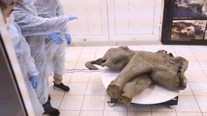 Casi intacta: Rusia expone restos de una cría de mamut de más de 50.000 años de antigüedad
