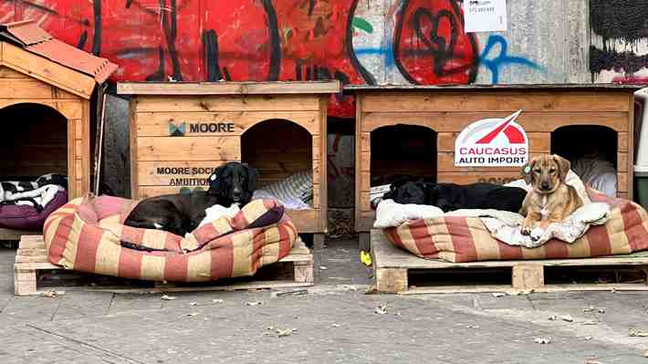 Fotos: La capital de Georgia, una ciudad amable con los perros sin hogar a los que incorpora como mascotas de sus ciudadanos