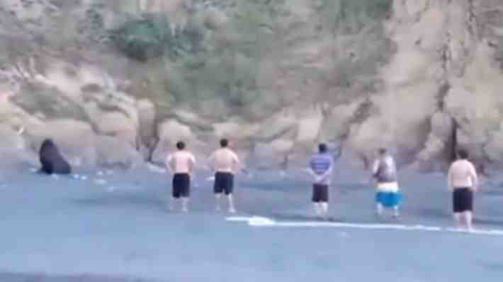 Video: PDI recibe denuncias por sujetos que lanzan piedras a lobo marino en La Araucanía