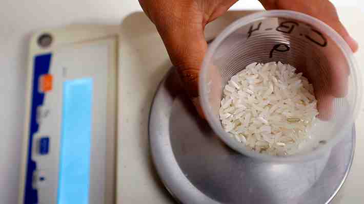 Resiste mejor inundaciones y olas de calor: Científica chilena desarrolla un arroz capaz de adaptarse al cambio climático