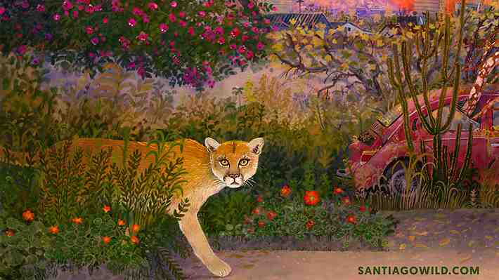 Vuelve el Festival Santiago Wild: Evento de cine será en mayo con actividades híbridas