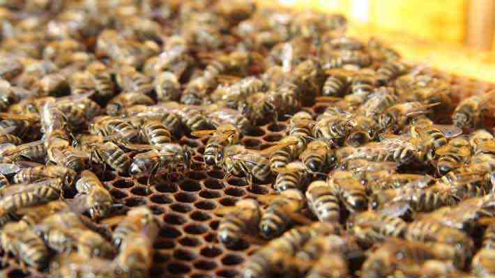 ¿Cuánto cuesta una abeja reina?: El prometedor negocio que se abrió para la apicultura chilena