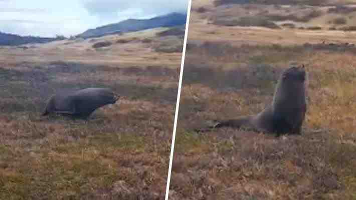 Video | &#34;Bien extraño&#34;: Lobo marino fue visto desplazándose por sendero del Parque Torres del Paine lejos de su hábitat