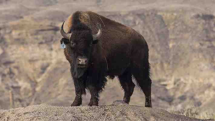 Hombre es corneado por un bisonte en parque Yellowstone de EE.UU.: Sufrió heridas leves