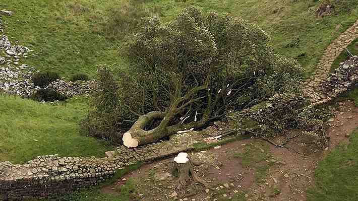 Declaran culpables a hombres que talaron un sicómoro centenario, apodado el &#34;árbol de Robin Hood&#34;, en Inglaterra