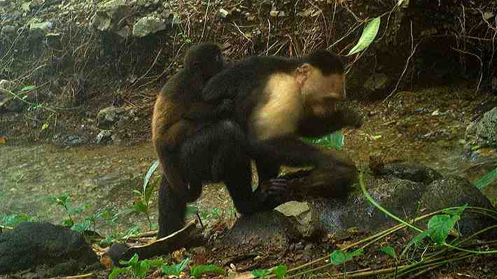 Científicos descubren que monos capuchinos &#34;secuestran&#34; a crías de otra especie en reserva ambiental en Panamá
