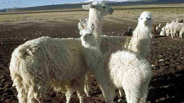 ¿Diaguitas antes que los incas?: Estudio chileno-argentino plantea nueva tesis sobre domesticación de las llamas