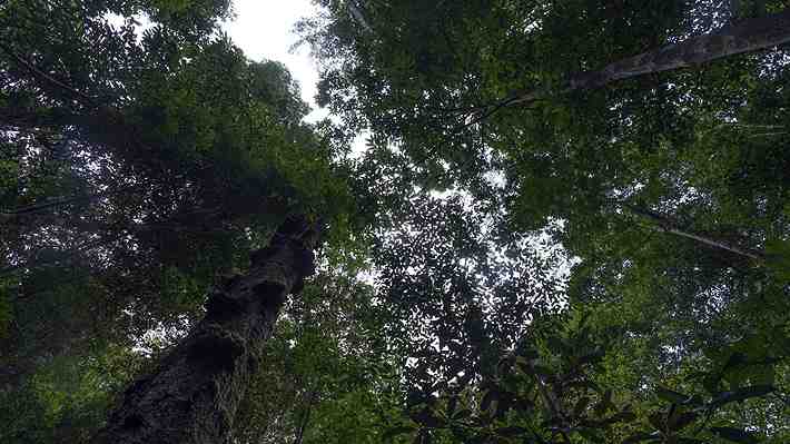 Estudio austríaco demuestra que estar 20 minutos en un bosque reduce el estrés y mejora el bienestar psicológico