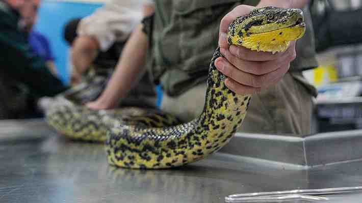 Hallan una anaconda de tres metros en un arroyo del norte de Alemania: Se cree que fue abandonada por su dueño
