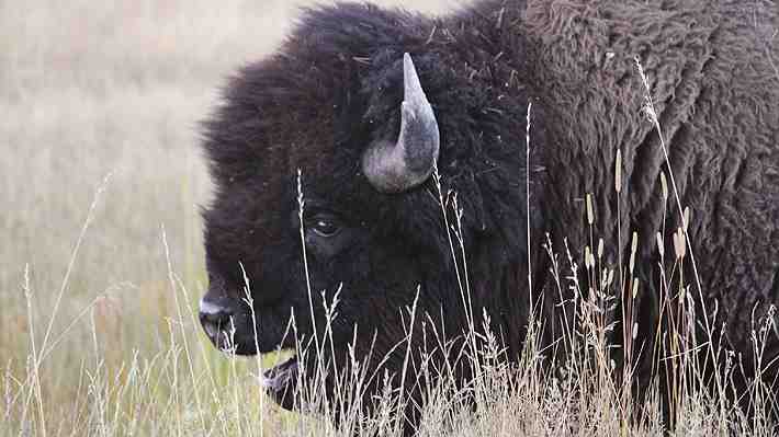 Nueva embestida de un bisonte contra una persona en el Parque Yellowstone: Hombre resultó con heridas leves