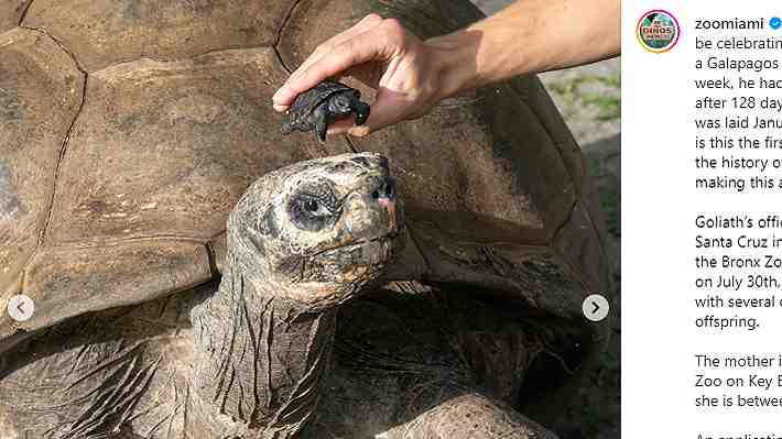 Tortuga gigante de Galápagos del zoológico de Miami es padre por primera vez a los 134 años